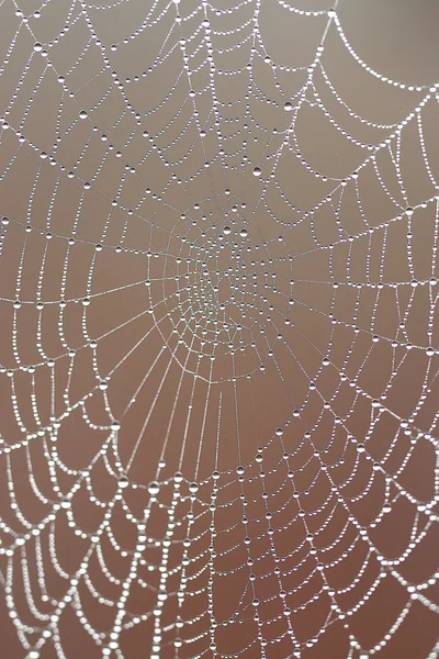 Fondo araña — Foto de Stock