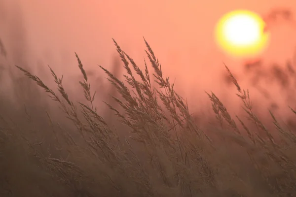 Campo nebbioso — Foto Stock