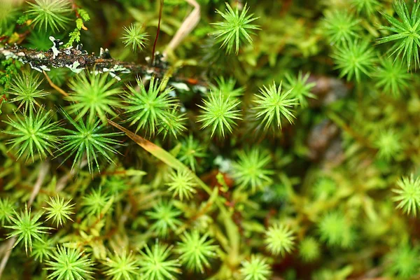 Musgo verde — Fotografia de Stock