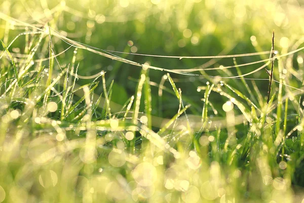 Freies nasses Gras — Stockfoto
