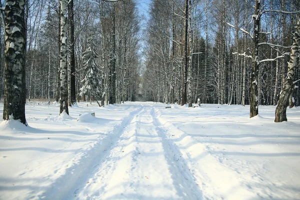 Forêt d'hiver — Photo