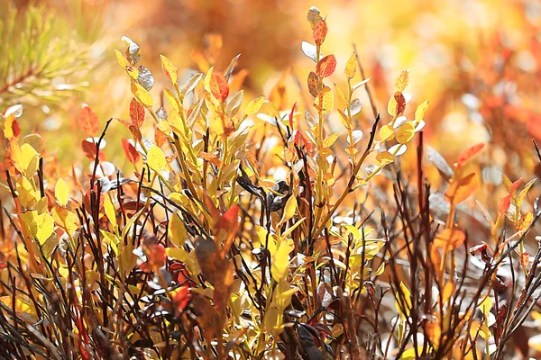 Blätter im Wald — Stockfoto