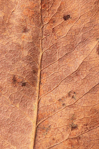 Nahaufnahme von Herbstblättern — Stockfoto