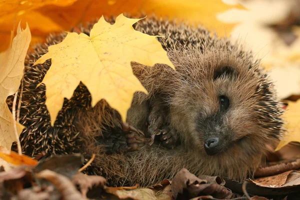 Egel in bos — Stockfoto