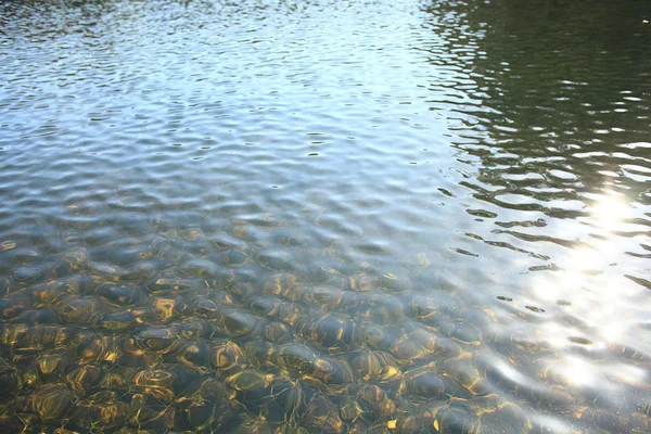 Вода из озера — стоковое фото