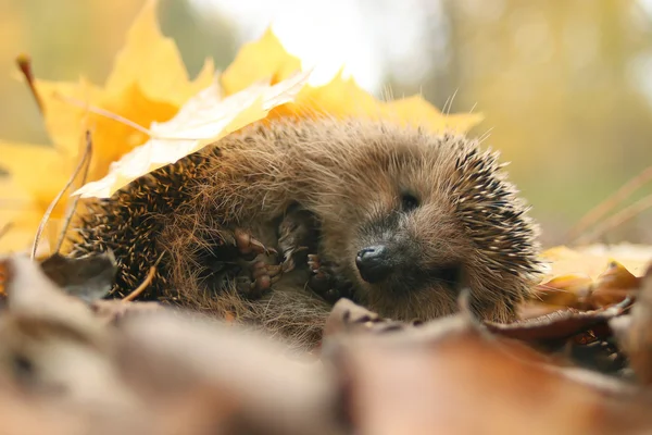 Igel im Wald — Stockfoto