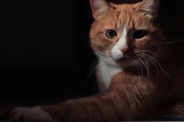 Gato vermelho — Fotografia de Stock