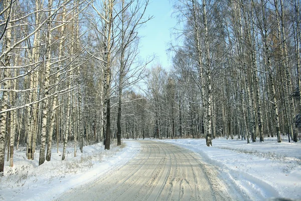 Las zimowy — Zdjęcie stockowe