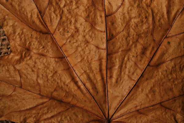 Struttura delle foglie d'acero — Foto Stock