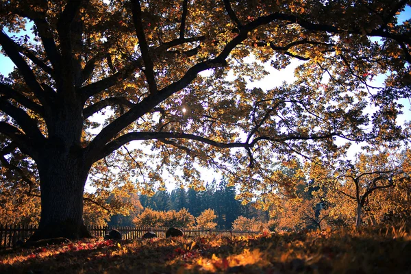 Parcul de toamnă — Fotografie, imagine de stoc