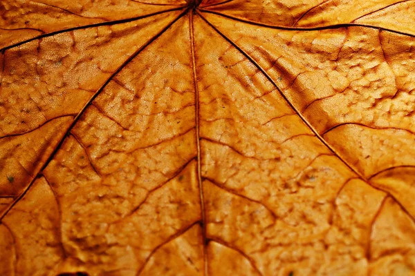 Struttura delle foglie d'acero — Foto Stock