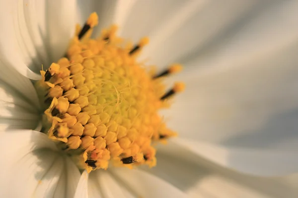 Flor del cosmos — Foto de Stock