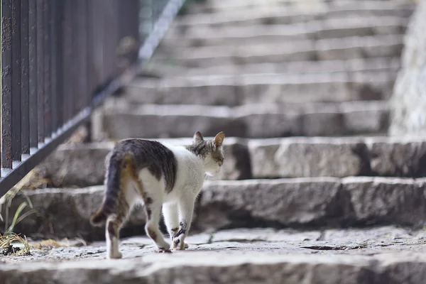 国内的猫 — 图库照片