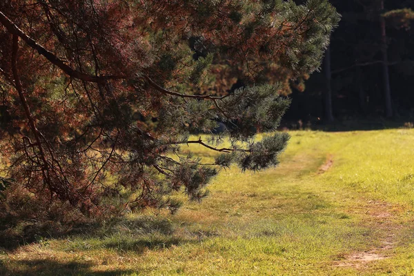 Bosque paisaje —  Fotos de Stock