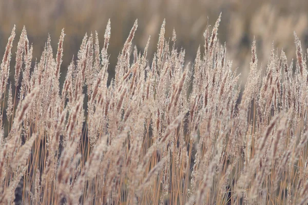 Erba autunnale — Foto Stock