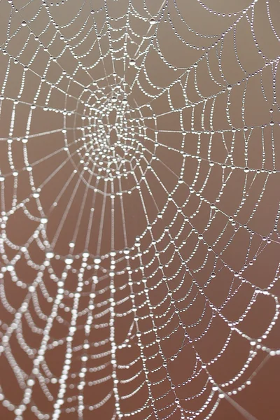 Fondo araña — Foto de Stock