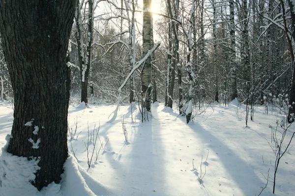 Floresta de Inverno — Fotografia de Stock