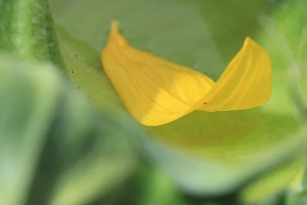 Sunflower petal — Stock Photo, Image