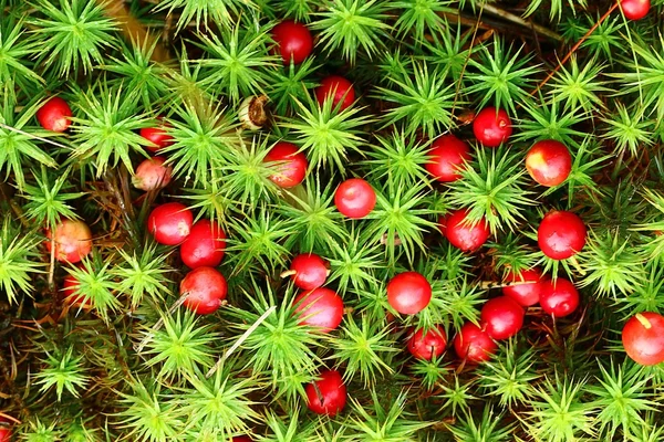 Preiselbeeren Hintergrund — Stockfoto