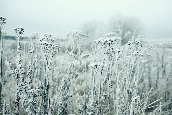 Bevroren gras — Stockfoto