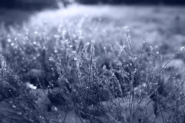 Gefrorenes Gras — Stockfoto