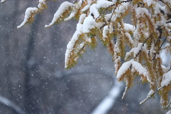 Sníh větve — Stock fotografie