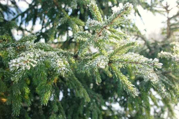 Árbol de invierno — Foto de Stock