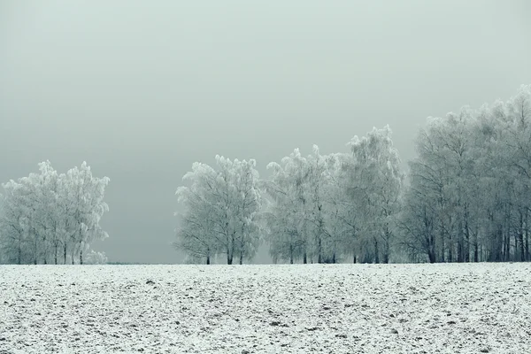 Winter bomen — Stockfoto