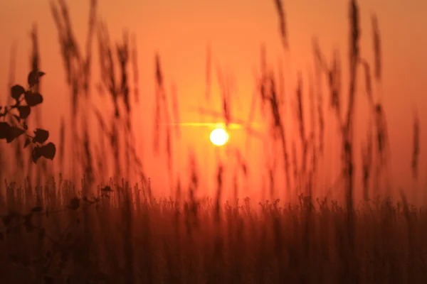 Brume sur le terrain — Photo