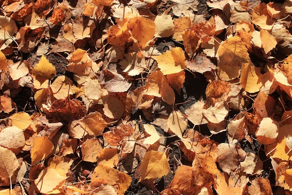 sarı yaprakların arka plan