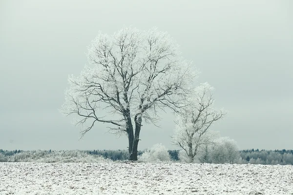 Paisagem inverno — Fotografia de Stock