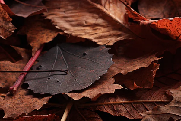 Herbstblätter — Stockfoto