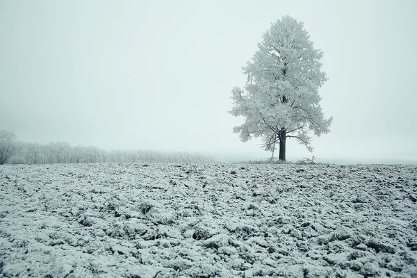 Árvore de inverno solitária — Fotografia de Stock