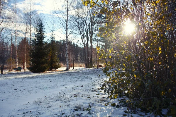 Höst snöig park — Stockfoto