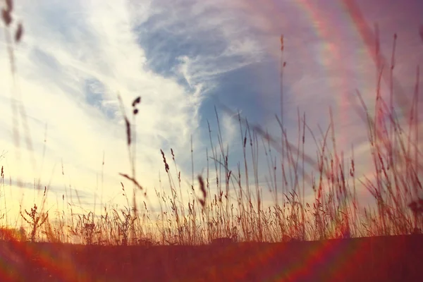 Dry grass background — Stock Photo, Image