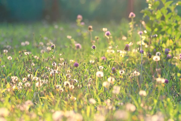 Wild flowers — Stock Photo, Image