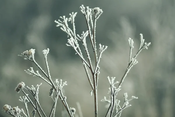 Bevroren gras — Stockfoto