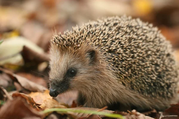 Hedgehog in forest — Stock Photo, Image