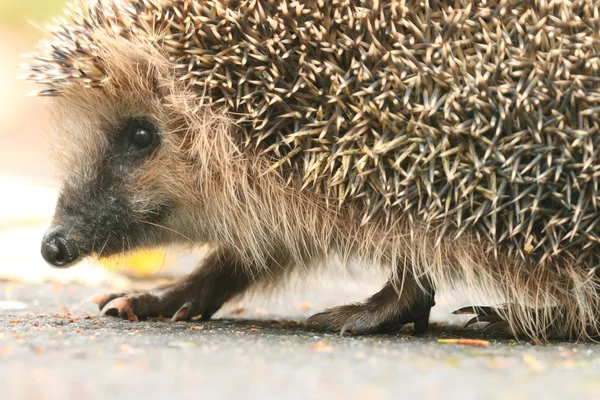 Egel in bos — Stockfoto