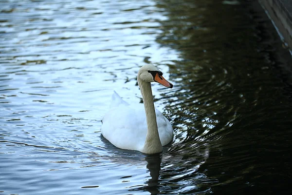 Zwaan op meer — Stockfoto