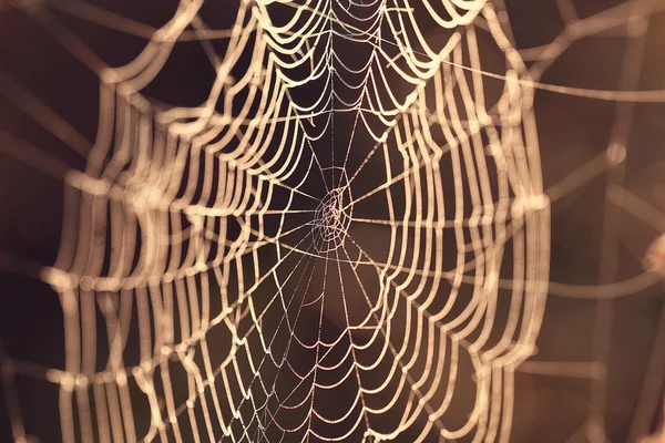 Паутина паука — стоковое фото