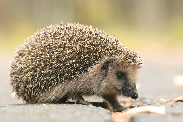 Egel in bos — Stockfoto