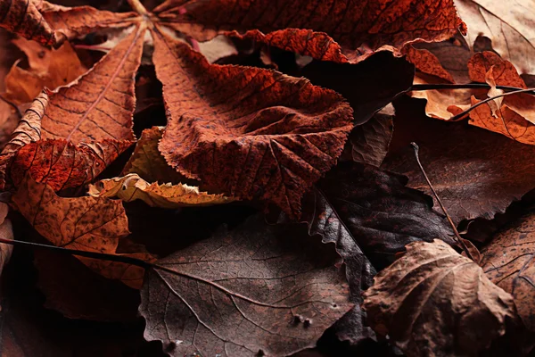 Hojas de otoño —  Fotos de Stock