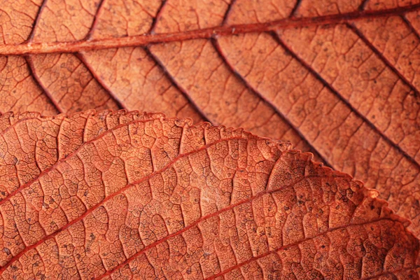 Primeros planos de la hoja de otoño — Foto de Stock