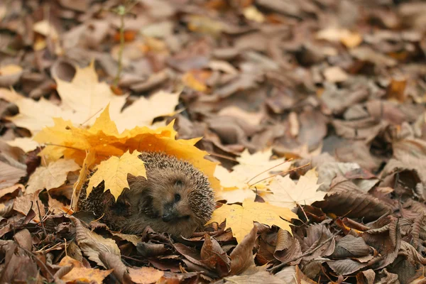 Hedgehog in forest — Stock Photo, Image