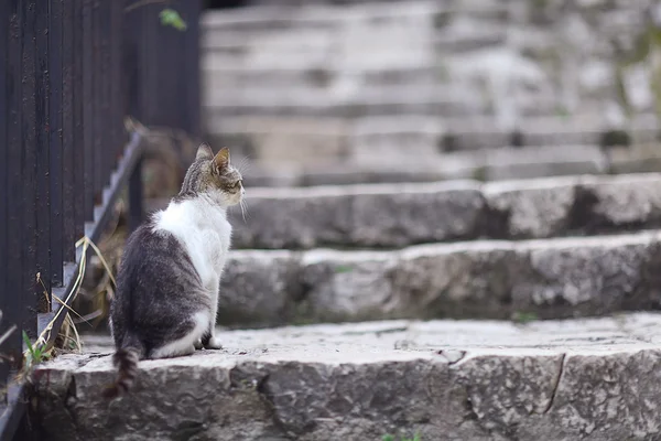 Gato doméstico — Foto de Stock