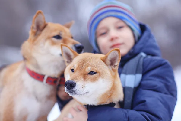 Kleiner Junge und zwei Hunde im Winter — Stockfoto