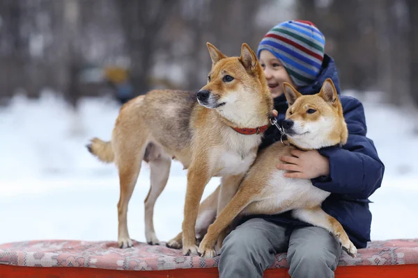 Menino e dois cães no inverno — Fotografia de Stock