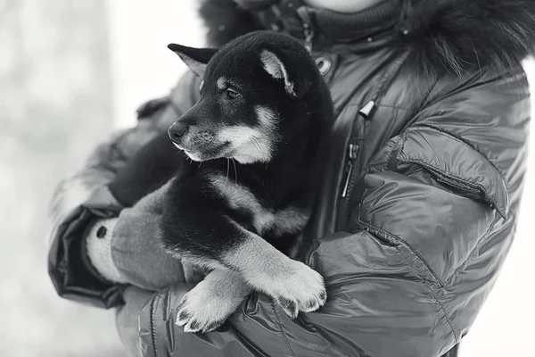 Chica y cachorro en invierno —  Fotos de Stock