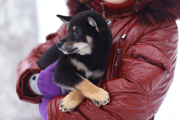 Girl and puppy in winter — Stock Photo, Image